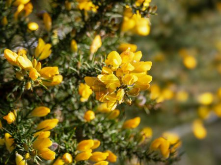 Closeup of bright yellow flowers on the branches of a gorse bush