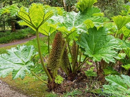 Impressive leaves and flower spikes of giant rhubarb, Gunnera manicata, growing in a garden