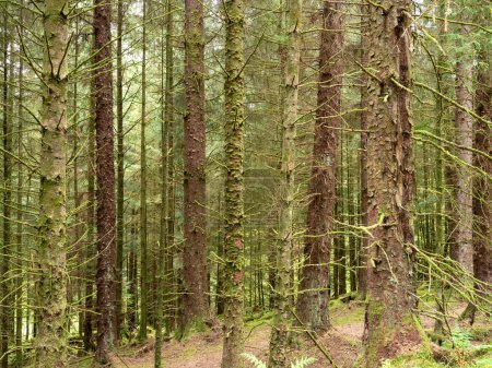 Dense tree trunks in mixed woodland in the Argyll Forest Park, Scotland