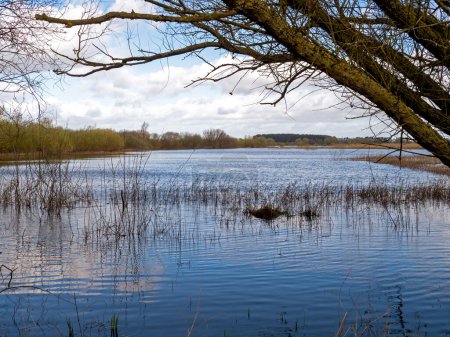 Téléchargez les photos : Zones humides inondées dans la réserve naturelle de Wheldrake Ings, dans le Yorkshire du Nord, en Angleterre - en image libre de droit