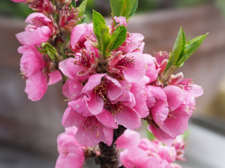 Closeup of pretty pink nectarine blossom and green leaves on a tree branch