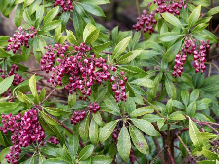 Closeup of the pink flowers and green leaves of Pieris japonica Passion