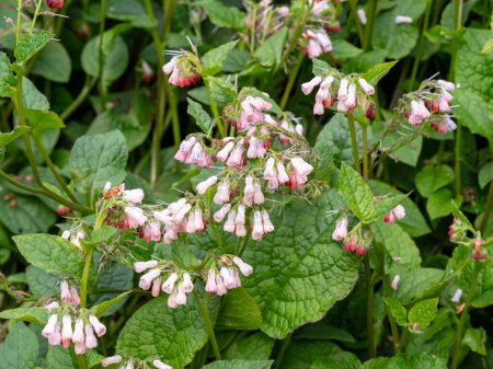 Closeup of the flowers and leaves of common comfrey, Symphytum officinale