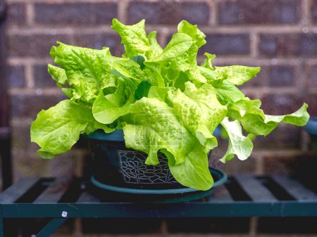 Closeup of lettuce variety Black Seeded Simpson growing in a plastic pot in front of a brick wall
