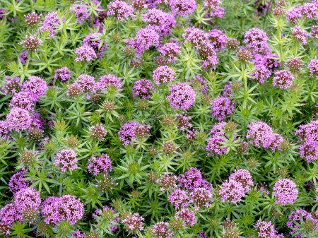 Pretty pink flowers and green leaves of Caucasian crosswort, Phuopsis stylosa, in a garden