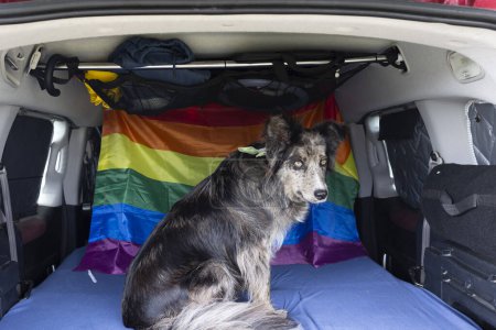 Téléchargez les photos : Un chien collie frontalier assis à l'intérieur du lit d'un mini camping-car. Temps de voyage avec chien. - en image libre de droit
