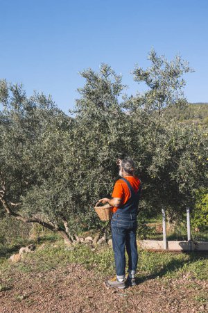 Téléchargez les photos : Petit agriculteur cueillette à la main des olives - en image libre de droit