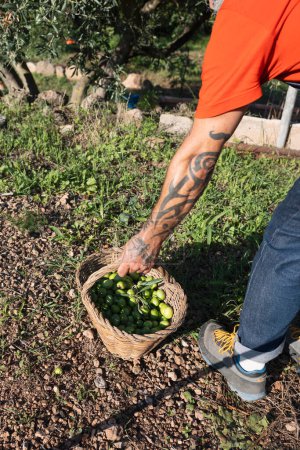 Téléchargez les photos : Agriculteur récoltant des olives dans un champ agricole avec un panier - en image libre de droit