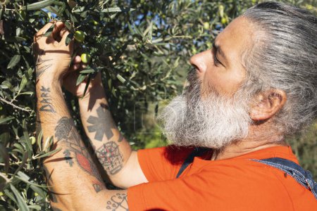 Téléchargez les photos : Beau homme récoltant des olives dans un champ agricole cueillette à la main - en image libre de droit