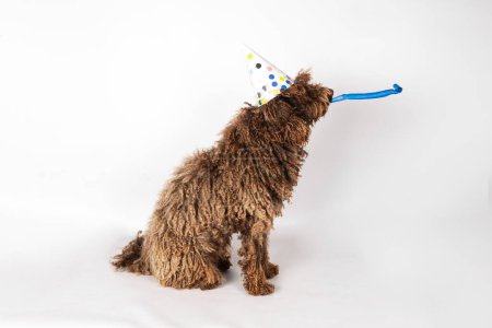 Photo for Dog on birthday whistling to cheer up the party isolated on white background - Royalty Free Image