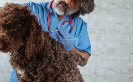 Téléchargez les photos : Homme caucasien vétérinaire chien vaccinateur - en image libre de droit
