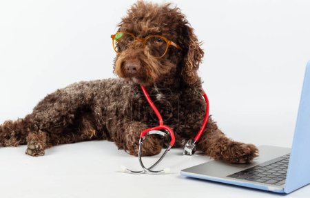 Téléchargez les photos : Portrait de chien avec lunettes, stéthoscope et ordinateur portable sur fond blanc. Concept de santé des animaux. - en image libre de droit