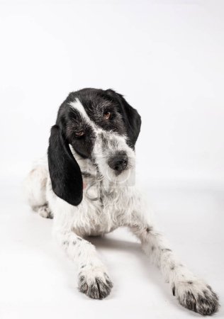 Téléchargez les photos : Photo d'un chien posant pour adoption - en image libre de droit
