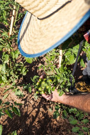 Téléchargez les photos : Mains de fermier vérifiant les tomates vertes dans le jardin - en image libre de droit