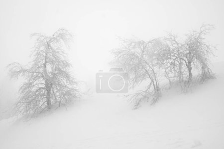 Foto de Dos árboles solitarios, blanqueados por la nieve que cae - Imagen libre de derechos