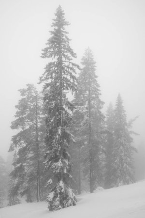 Foto de Árboles solitarios, blanqueados por la nieve que cae - Imagen libre de derechos