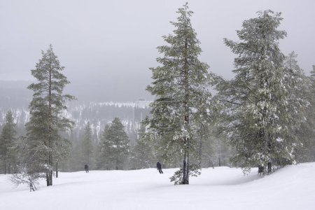  Freeride-Skifahrer stürmt durch den Wald in Idre - Schweden