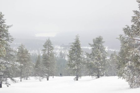  Freeride esquiador cargando a través del bosque en Idre - Suecia