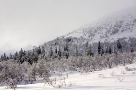 Hill Nipfjllet en nieve y niebla, Idre, Suecia.