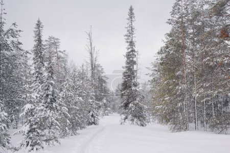 Cross-country skiing track in winter landscape                               