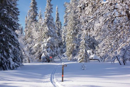 Téléchargez les photos : Pistes de ski de fond traversant une forêt hivernale idyllique avec des arbres enneigés - en image libre de droit