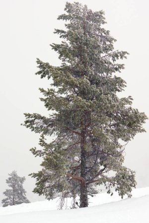 Foto de Árboles solitarios, blanqueados por la nieve que cae - Imagen libre de derechos