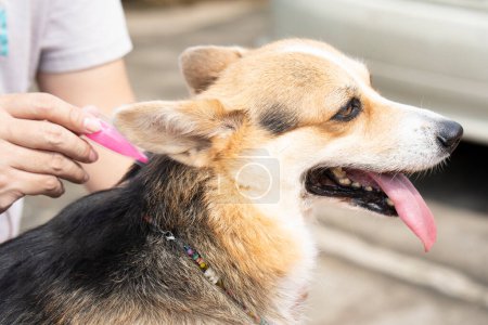 Téléchargez les photos : Gros plan femme vétérinaire appliquant un traitement de prévention des tiques et des puces et la médecine à son chien ou animal de compagnie - en image libre de droit