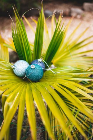 Foto de Bola navideña en palmera tropical en patio soleado, concepto de temporada festiva en lugares cálidos y en el Hemisferio Sur - Imagen libre de derechos