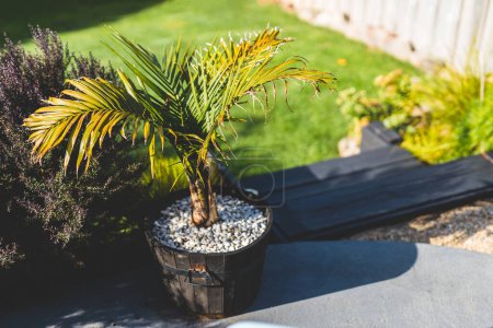 Majestic palm Ravenea rivularis frond under the sunlight with backyard bokeh shot in a wam summer day in Australia