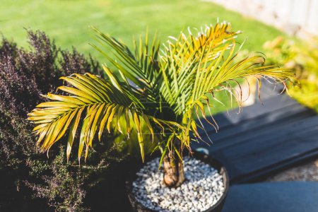 Majestic palm Ravenea rivularis frond under the sunlight with backyard bokeh shot in a wam summer day in Australia
