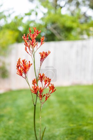 kangaroo paw plant with orange red flowers outdoor in front of green lawn, shot at shallow depth of field