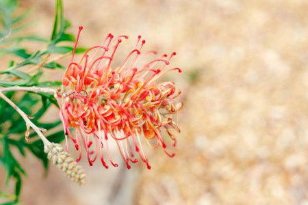 Téléchargez les photos : Natif australien grevillea fleur en plein air dans la belle arrière-cour tropicale prise à faible profondeur de champ - en image libre de droit