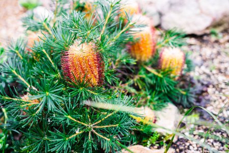 Téléchargez les photos : Natif australien Banksia Birthday Candles plante en plein air dans la belle photo tropicale arrière-cour à faible profondeur de champ - en image libre de droit