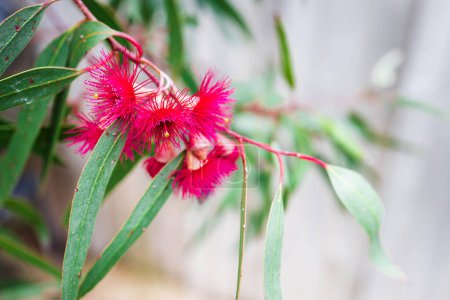 Téléchargez les photos : Natif australien gomme à fleurs eucalyptus nain avec des fleurs roses en plein air dans la belle photo de jardin tropical à faible profondeur de champ - en image libre de droit
