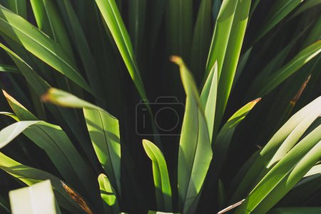 tropisch aussehende Blätter der neuseeländischen Phormium-Flachs-Pflanze im Freien im sonnigen Hinterhof, Nahaufnahme in geringer Schärfentiefe