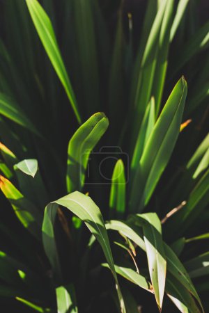 tropisch aussehende Blätter der neuseeländischen Phormium-Flachs-Pflanze im Freien im sonnigen Hinterhof, Nahaufnahme in geringer Schärfentiefe