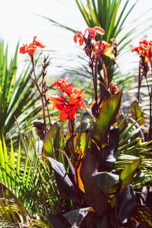 tropical plants including palms and canna lily in sunny backyard  at shallow depth of field