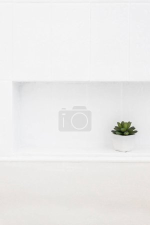 Téléchargez les photos : Niche rectangulaire en carrelage blanc mur avec petite plante succulente décorative, concept de design d'intérieur ou métaphore de trouver une niche dans les affaires - en image libre de droit