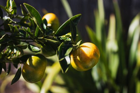 Téléchargez les photos : Mandarine plante witn fruits non mûrs en plein air dans la cour ensoleillée, gros plan à faible profondeur de champ - en image libre de droit