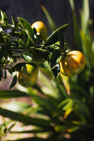 Téléchargez les photos : Mandarine plante witn fruits non mûrs en plein air dans la cour ensoleillée, gros plan à faible profondeur de champ - en image libre de droit