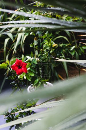 Téléchargez les photos : Hibiscus rouge plante avec fleur couverte de gouttelettes de pluie, téléobjectif tourné à faible profondeur de champ - en image libre de droit