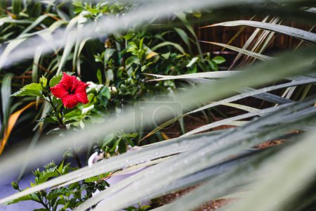 Téléchargez les photos : Hibiscus rouge plante avec fleur couverte de gouttelettes de pluie, téléobjectif tourné à faible profondeur de champ - en image libre de droit