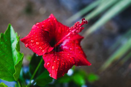 Téléchargez les photos : Hibiscus rouge avec fleur couverte de gouttelettes de pluie, gros plan à faible profondeur de champ - en image libre de droit