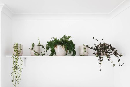Téléchargez les photos : Série de plantes dans des pots blancs à l'intérieur sur étagère blanche sur le mur, lumière minimaliste et style décor lumineux - en image libre de droit