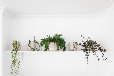 Téléchargez les photos : Série de plantes dans des pots blancs à l'intérieur sur étagère blanche sur le mur, lumière minimaliste et style décor lumineux - en image libre de droit
