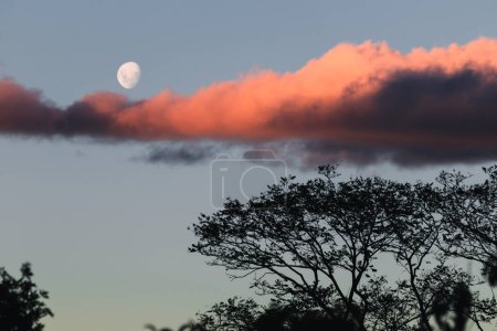 bright moon with pink sunset coud in the evening sky and tree silhouettes in the foreground
