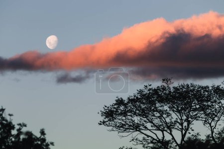 Téléchargez les photos : Lune brillante avec couché de soleil rose dans le ciel du soir et silhouettes d'arbres au premier plan - en image libre de droit