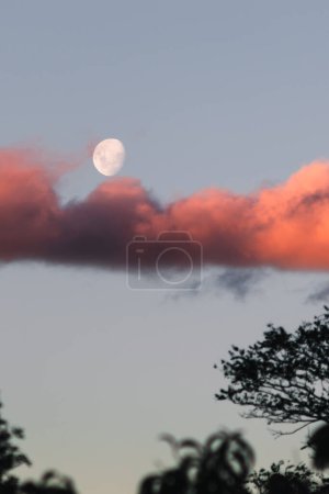 Téléchargez les photos : Lune brillante avec couché de soleil rose dans le ciel du soir et silhouettes d'arbres au premier plan - en image libre de droit