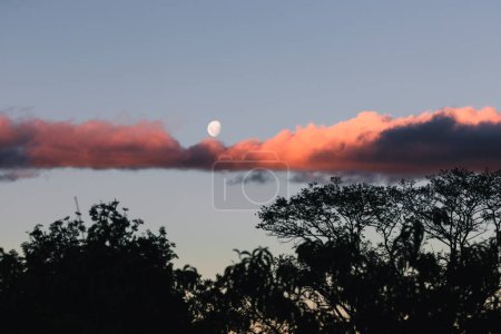 bright moon with pink sunset coud in the evening sky and tree silhouettes in the foreground