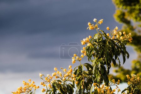 Téléchargez les photos : Australien frangipani Hymenosporum plante en plein air avec temps orageux, téléobjectif tourné à faible profondeur de champ - en image libre de droit